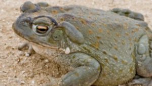 Sonoran Desert Toad