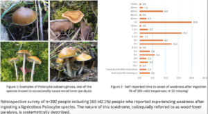 Wood Lover Paralisys