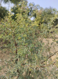 Vachellia nilotica
