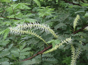 Mimosa hostilis