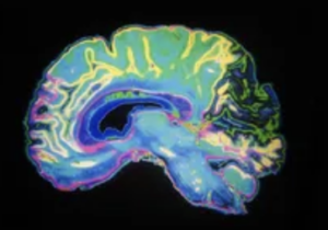 Frontiers in Behavioral Neuroscience