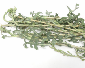 Lattuga selvatica (Lactuca serriola)