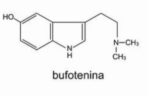 Bufotenina