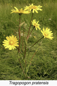 T. pratensis
