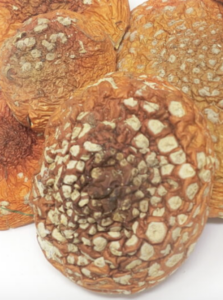 A. Muscaria