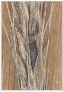 Claviceps Purpurea
